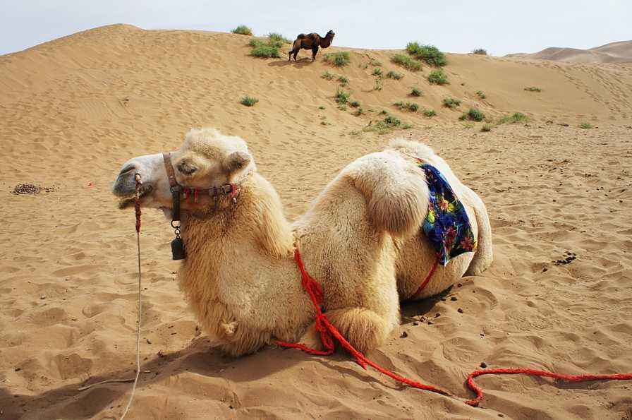 鄯善低调看直播官网高清_极速体育nba直播站外_jrs直播吧手机版路线推荐_攻略