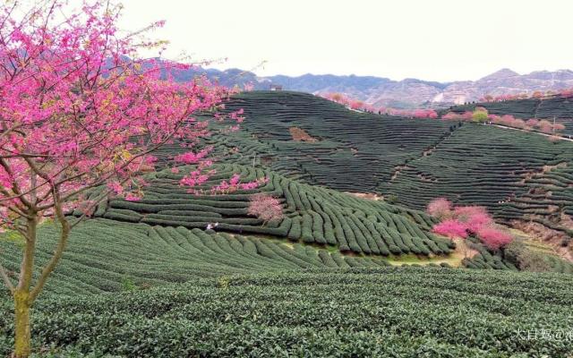 永福樱花园低调看直播官网高清_极速体育nba直播站外_jrs直播吧手机版景点